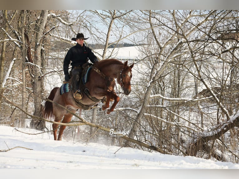 American Quarter Horse Castrone 5 Anni 150 cm Roano rosso in Millersburg