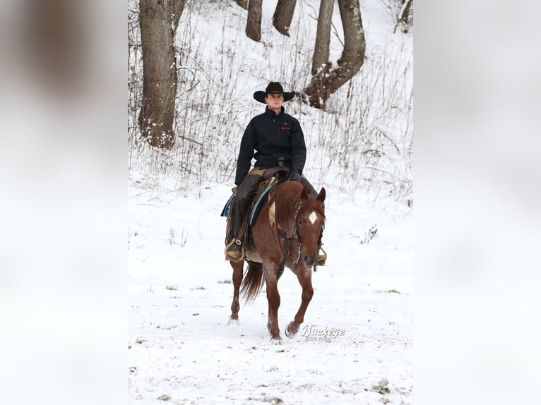 American Quarter Horse Castrone 5 Anni 150 cm Roano rosso in Millersburg