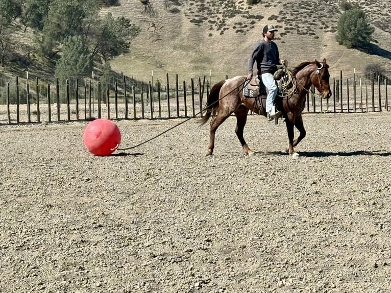 American Quarter Horse Castrone 5 Anni 150 cm Roano rosso in Paicines, CA