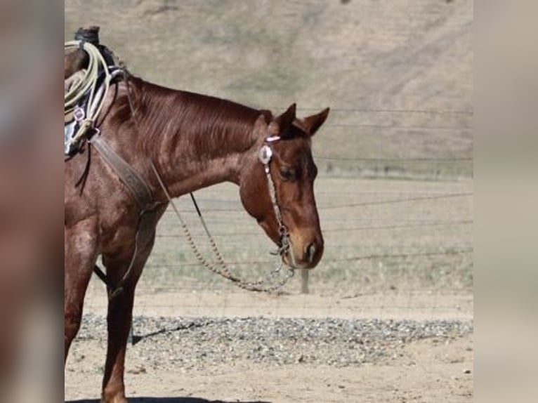 American Quarter Horse Castrone 5 Anni 150 cm Roano rosso in Paicines, CA