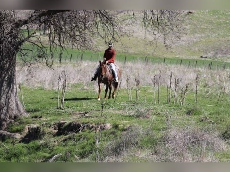 American Quarter Horse Castrone 5 Anni 150 cm Roano rosso in Paicines, CA