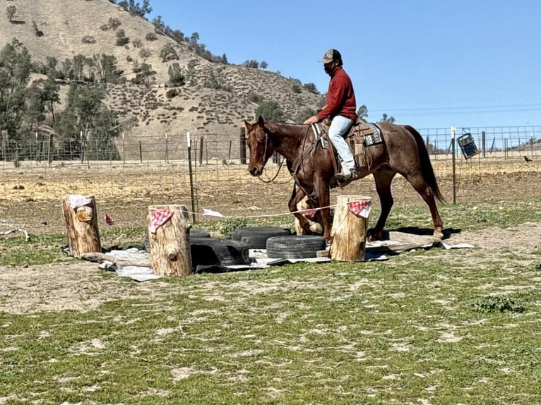 American Quarter Horse Castrone 5 Anni 150 cm Roano rosso in Paicines, CA