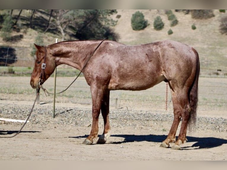 American Quarter Horse Castrone 5 Anni 150 cm Roano rosso in Paicines, CA