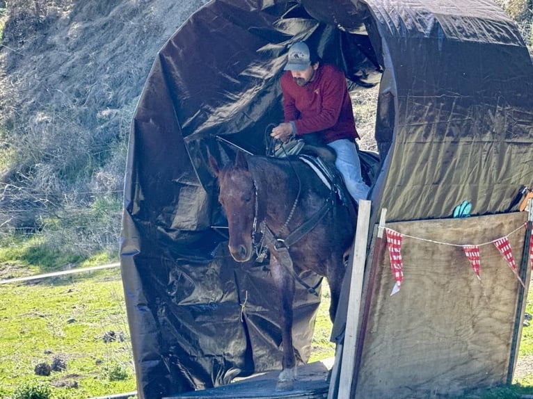 American Quarter Horse Castrone 5 Anni 150 cm Roano rosso in Paicines, CA