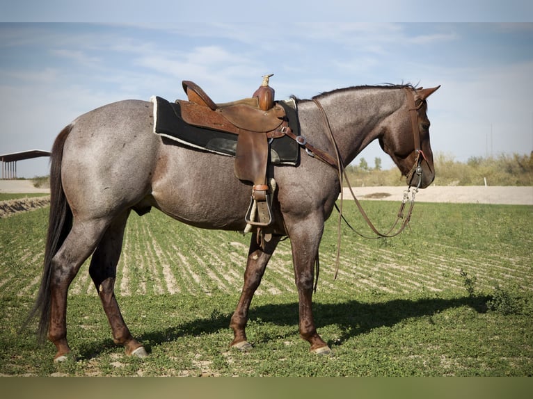 American Quarter Horse Castrone 5 Anni 150 cm Roano rosso in Tonopah