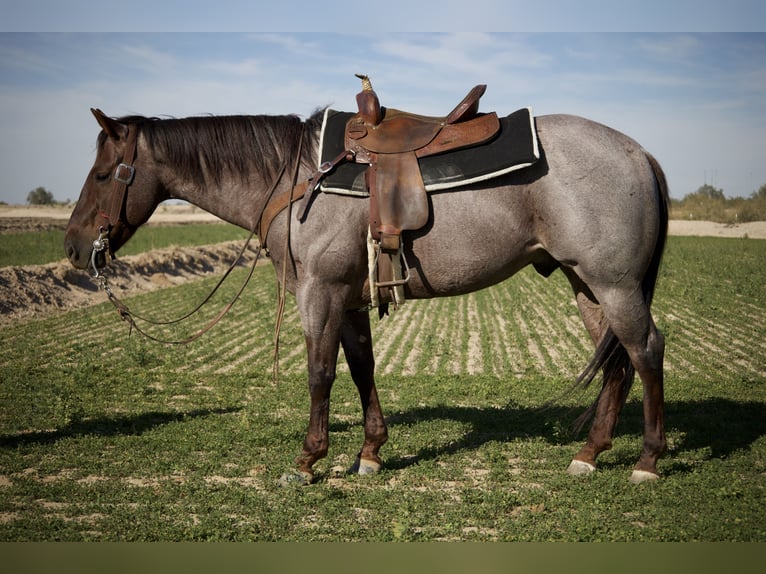 American Quarter Horse Castrone 5 Anni 150 cm Roano rosso in Tonopah