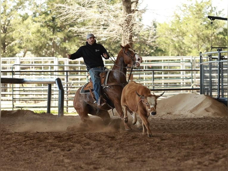 American Quarter Horse Castrone 5 Anni 150 cm Roano rosso in Morrilton
