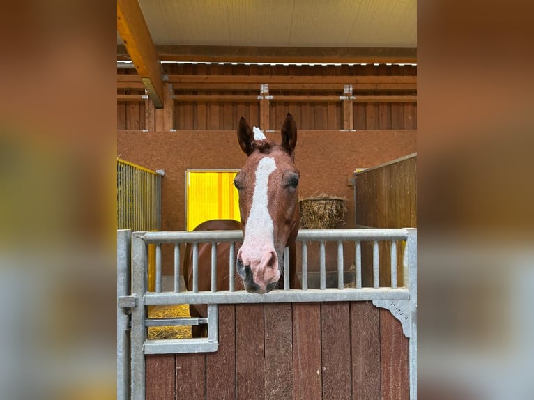 American Quarter Horse Mix Castrone 5 Anni 150 cm Sauro in Gunterswilen