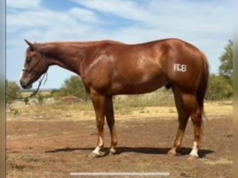 American Quarter Horse Castrone 5 Anni 150 cm Sauro ciliegia in Savoy TX