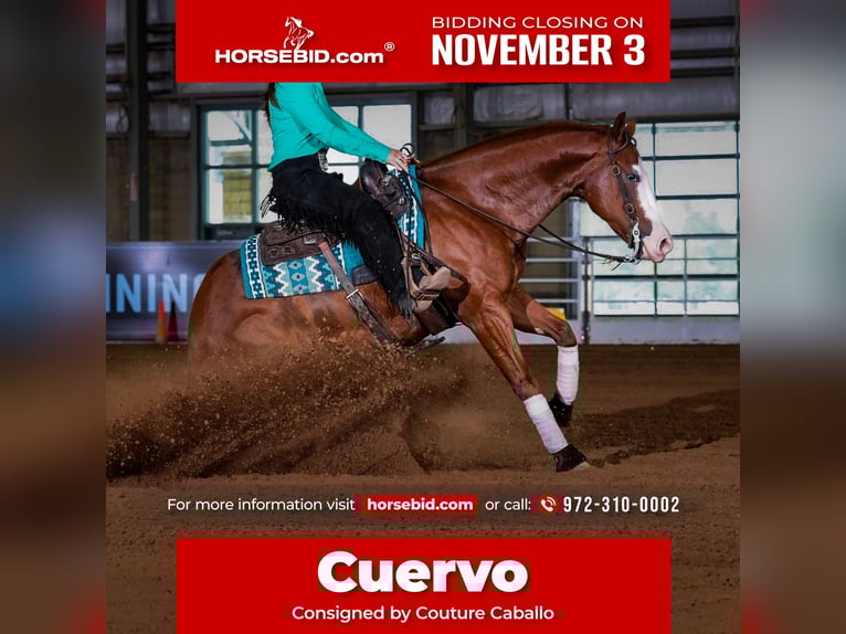 American Quarter Horse Castrone 5 Anni 150 cm Sauro ciliegia in Gainesville