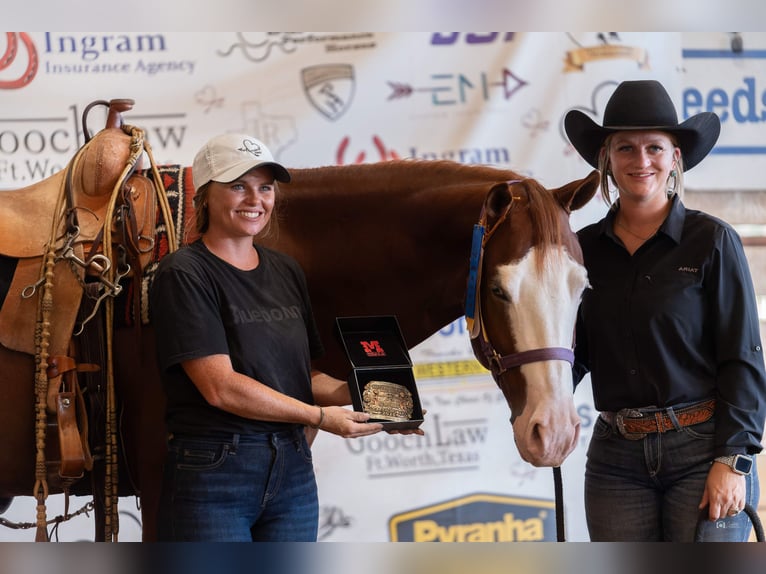 American Quarter Horse Castrone 5 Anni 150 cm Sauro ciliegia in Gainesville