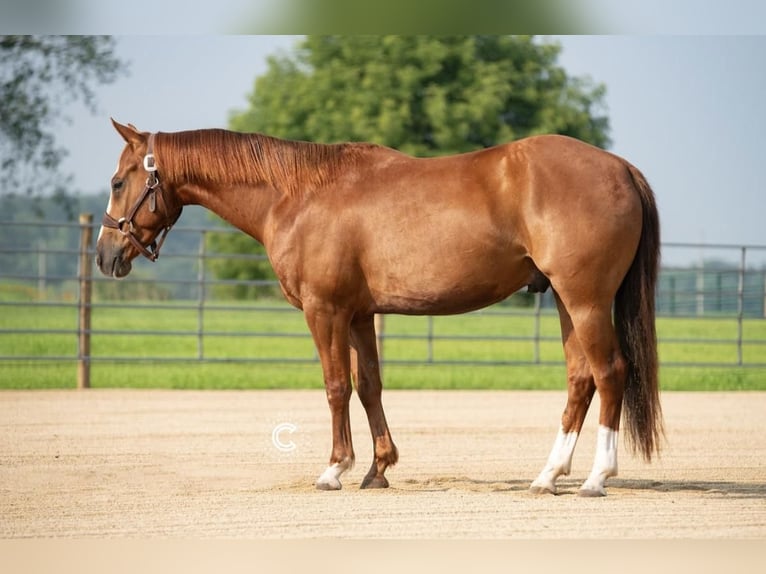 American Quarter Horse Castrone 5 Anni 150 cm Sauro ciliegia in Valley Springs, SD