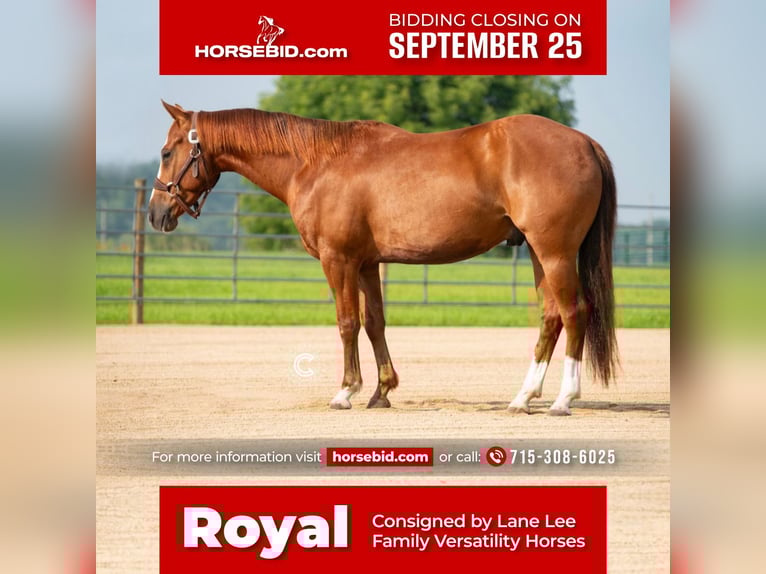 American Quarter Horse Castrone 5 Anni 150 cm Sauro ciliegia in Valley Springs, SD