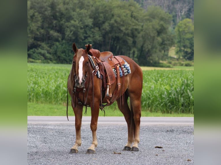 American Quarter Horse Castrone 5 Anni 150 cm Sauro ciliegia in Allenwood