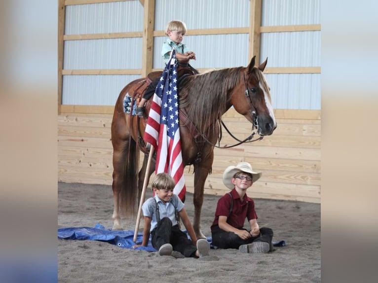 American Quarter Horse Castrone 5 Anni 150 cm Sauro ciliegia in Allenwood