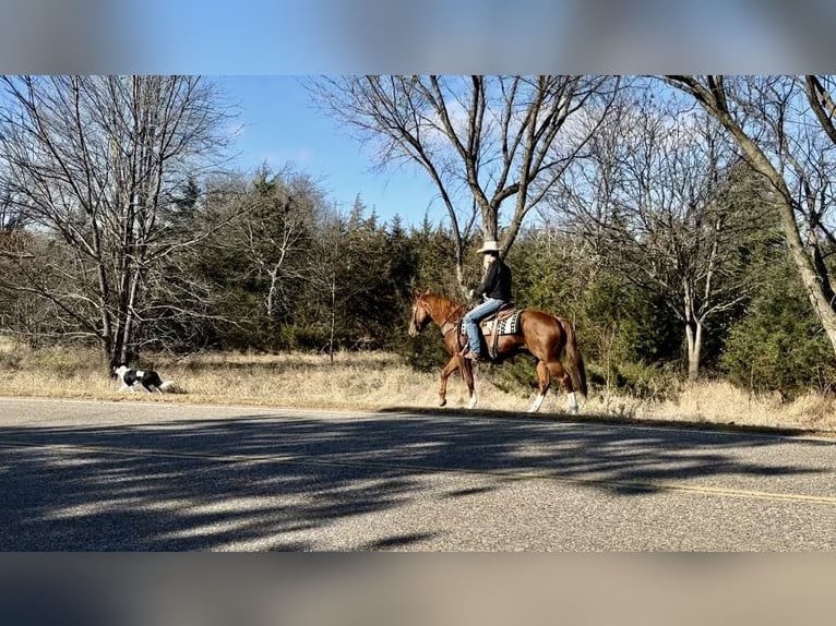 American Quarter Horse Castrone 5 Anni 150 cm Sauro ciliegia in Cannon Falls, MN