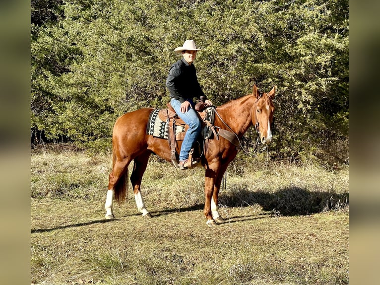 American Quarter Horse Castrone 5 Anni 150 cm Sauro ciliegia in Cannon Falls, MN