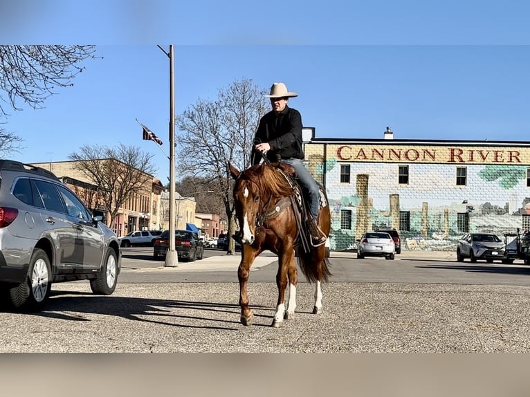 American Quarter Horse Castrone 5 Anni 150 cm Sauro ciliegia in Cannon Falls, MN