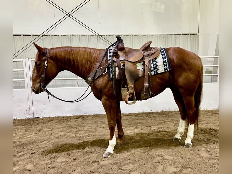 American Quarter Horse Castrone 5 Anni 150 cm Sauro ciliegia in Cannon Falls, MN