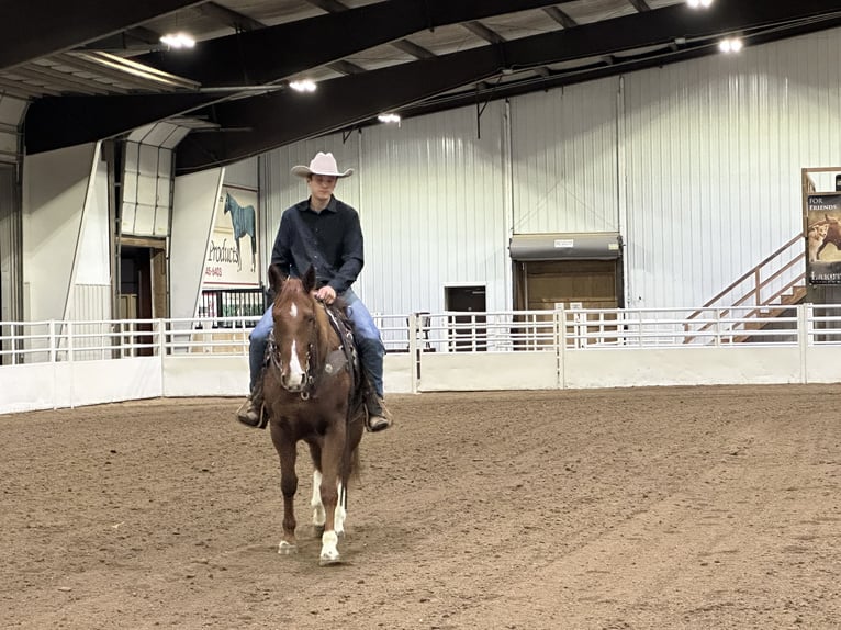 American Quarter Horse Castrone 5 Anni 150 cm Sauro ciliegia in Cannon Falls, MN