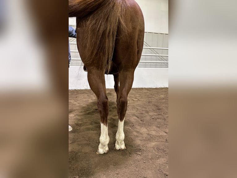 American Quarter Horse Castrone 5 Anni 150 cm Sauro ciliegia in Cannon Falls, MN