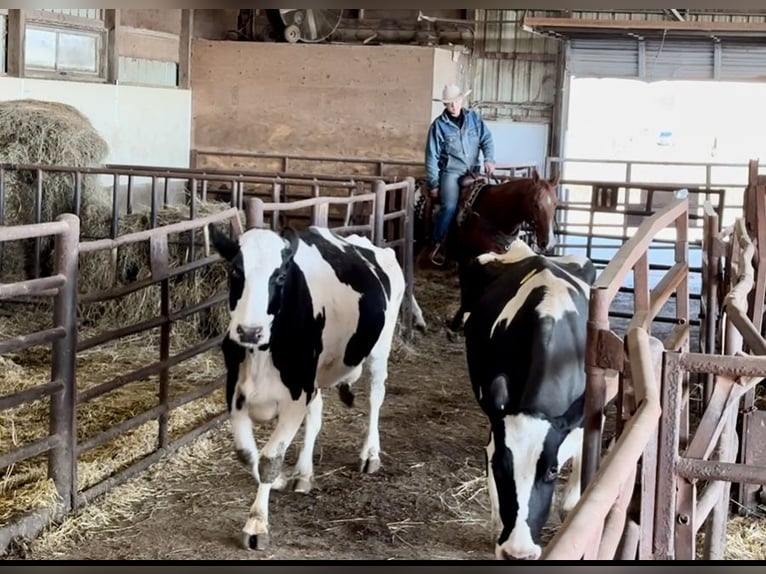 American Quarter Horse Castrone 5 Anni 150 cm Sauro ciliegia in Cannon Falls, MN