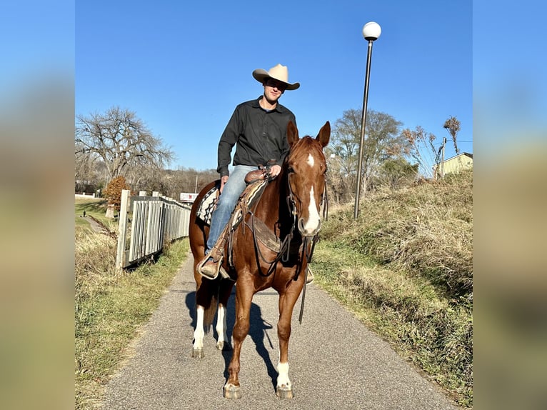 American Quarter Horse Castrone 5 Anni 150 cm Sauro ciliegia in Cannon Falls, MN