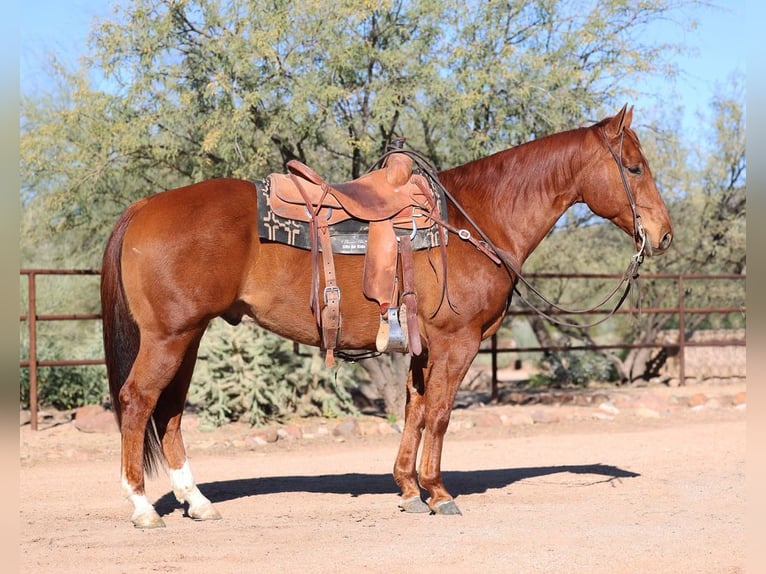 American Quarter Horse Castrone 5 Anni 150 cm Sauro ciliegia in Cave Creek