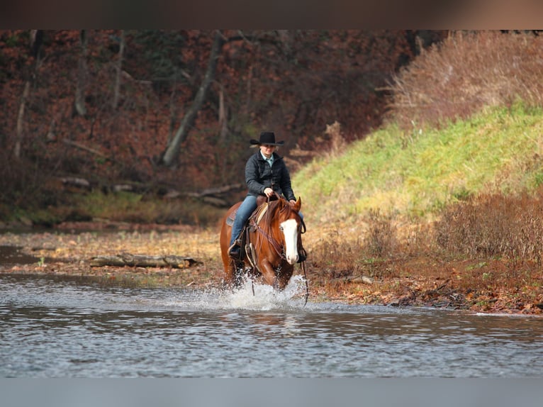 American Quarter Horse Castrone 5 Anni 150 cm Sauro ciliegia in Clarion