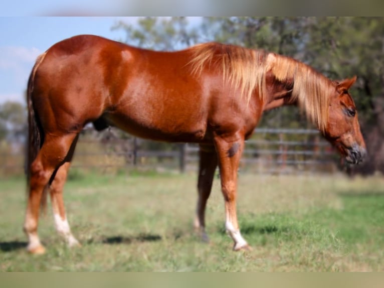 American Quarter Horse Castrone 5 Anni 150 cm Sauro ciliegia in Granbury, TX