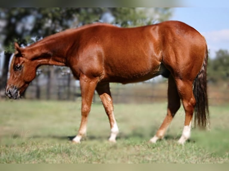 American Quarter Horse Castrone 5 Anni 150 cm Sauro ciliegia in Granbury, TX