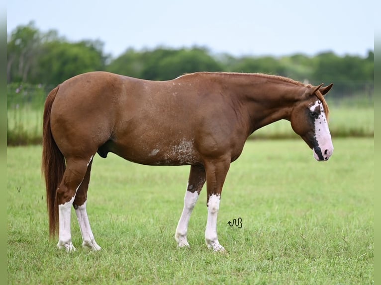 American Quarter Horse Castrone 5 Anni 150 cm Sauro ciliegia in Kaufman