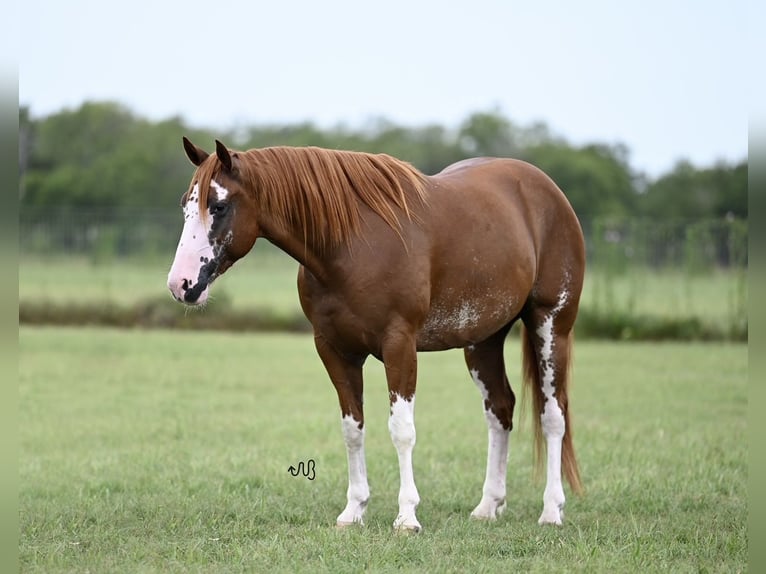 American Quarter Horse Castrone 5 Anni 150 cm Sauro ciliegia in Kaufman