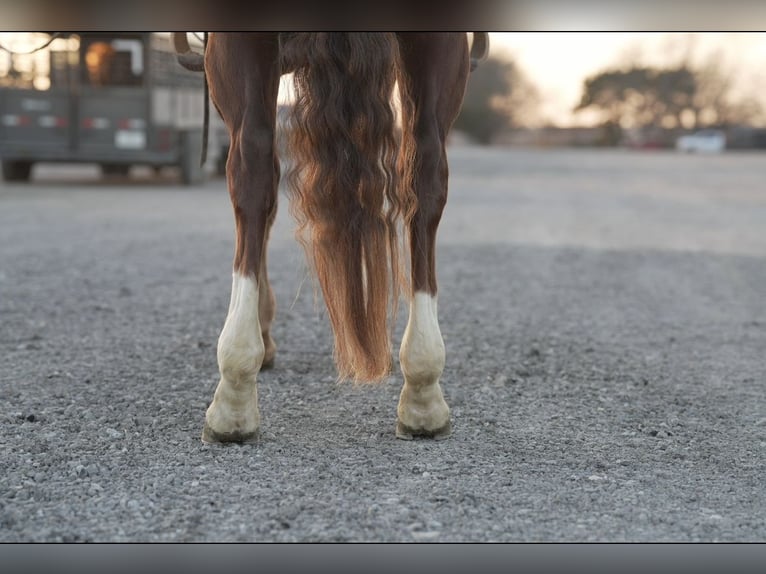 American Quarter Horse Castrone 5 Anni 150 cm Sauro ciliegia in Melissa, TX