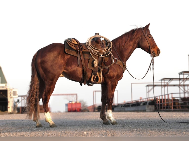 American Quarter Horse Castrone 5 Anni 150 cm Sauro ciliegia in Melissa, TX