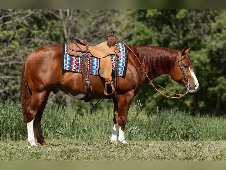 American Quarter Horse Castrone 5 Anni 150 cm Sauro ciliegia in River Falls