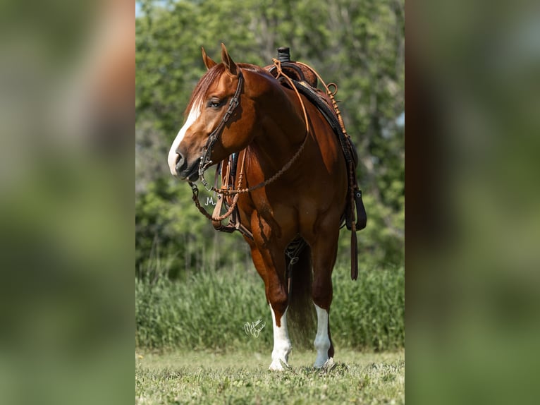 American Quarter Horse Castrone 5 Anni 150 cm Sauro ciliegia in River Falls