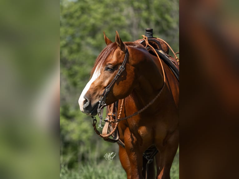 American Quarter Horse Castrone 5 Anni 150 cm Sauro ciliegia in River Falls