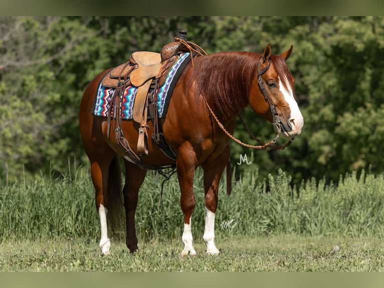 American Quarter Horse Castrone 5 Anni 150 cm Sauro ciliegia in River Falls