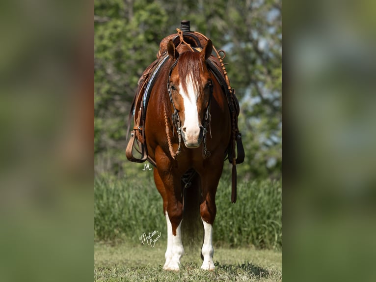 American Quarter Horse Castrone 5 Anni 150 cm Sauro ciliegia in River Falls