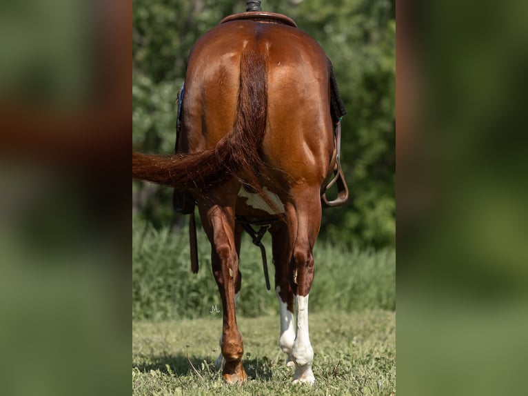 American Quarter Horse Castrone 5 Anni 150 cm Sauro ciliegia in River Falls