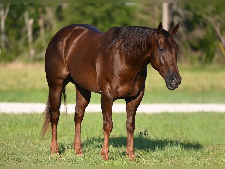 American Quarter Horse Castrone 5 Anni 150 cm Sauro ciliegia in Waco, TX