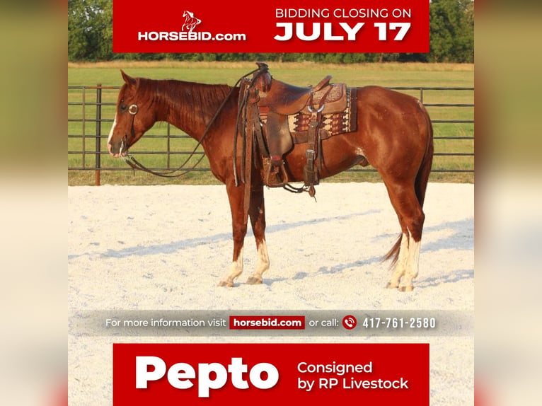 American Quarter Horse Castrone 5 Anni 150 cm Sauro ciliegia in Buffalo, MO