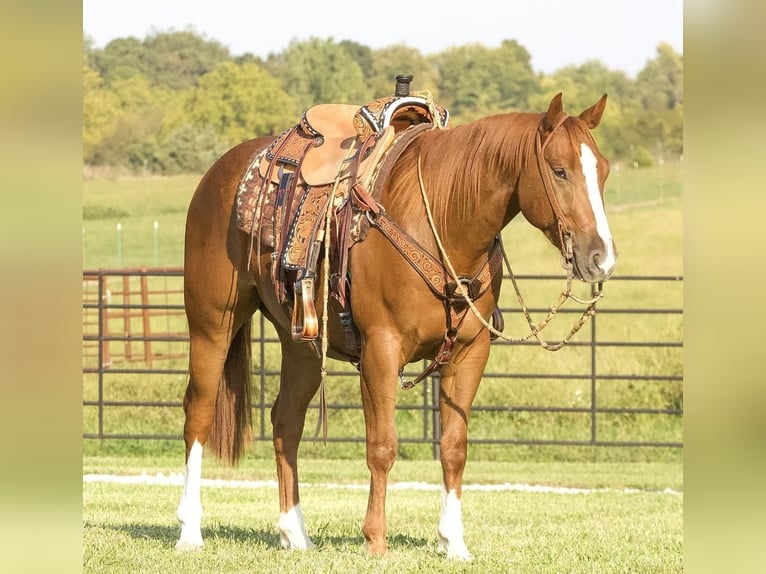 American Quarter Horse Castrone 5 Anni 150 cm Sauro ciliegia in Buffalo