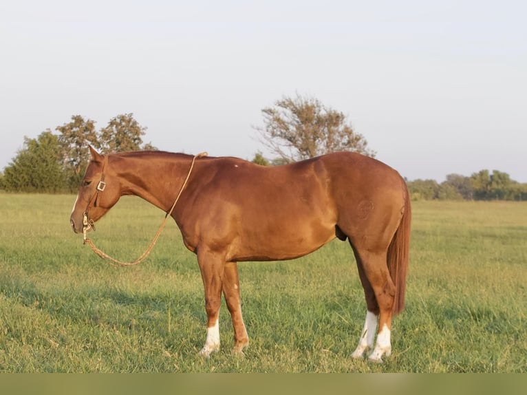 American Quarter Horse Castrone 5 Anni 150 cm Sauro ciliegia in Buffalo