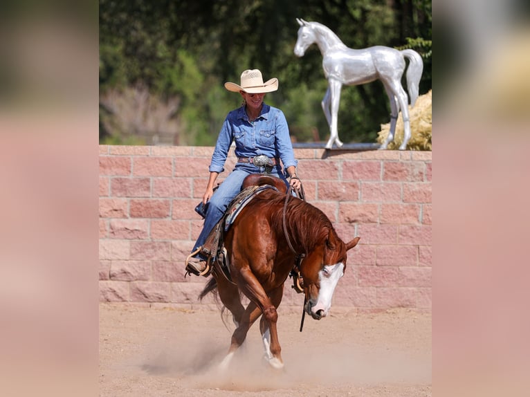 American Quarter Horse Castrone 5 Anni 150 cm Sauro ciliegia in Belen