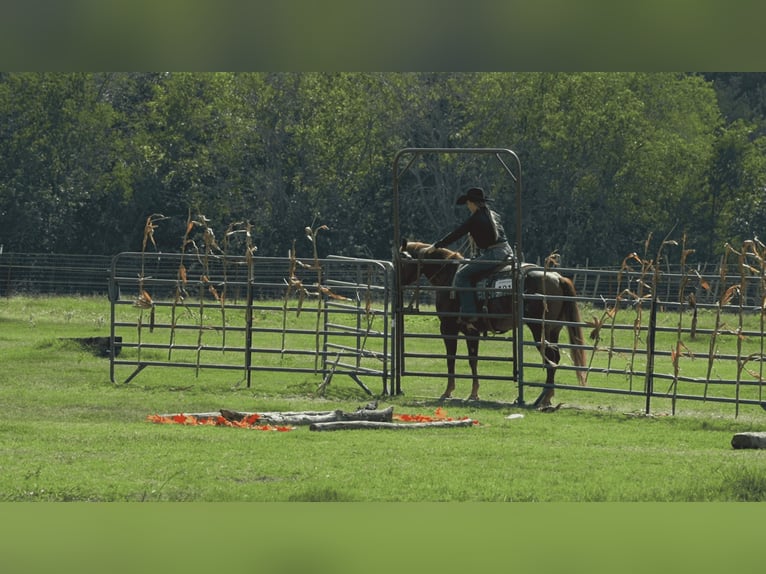 American Quarter Horse Castrone 5 Anni 150 cm Sauro ciliegia in Gainesville American Quarter Horse Castrone 5 Anni 150 cm Sauro ciliegia in Gainesville