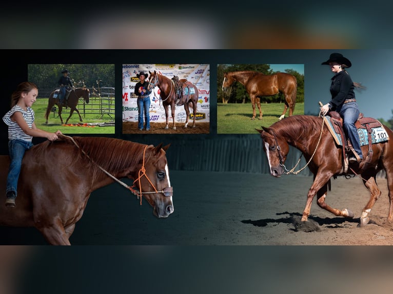 American Quarter Horse Castrone 5 Anni 150 cm Sauro ciliegia in Gainesville American Quarter Horse Castrone 5 Anni 150 cm Sauro ciliegia in Gainesville