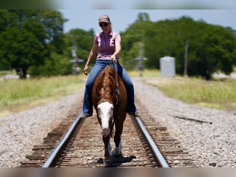 American Quarter Horse Mix Castrone 5 Anni 150 cm Sauro ciliegia in Kaufman