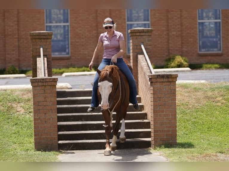 American Quarter Horse Mix Castrone 5 Anni 150 cm Sauro ciliegia in Kaufman